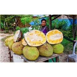 Nasiona Dżakfrut jackfruit drzewo bochenkowe chlebowiec różnolistny